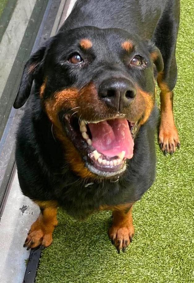 Enlarge Poppy, a Adoptable Rottweiler in Hillsboro, NH image 2/3