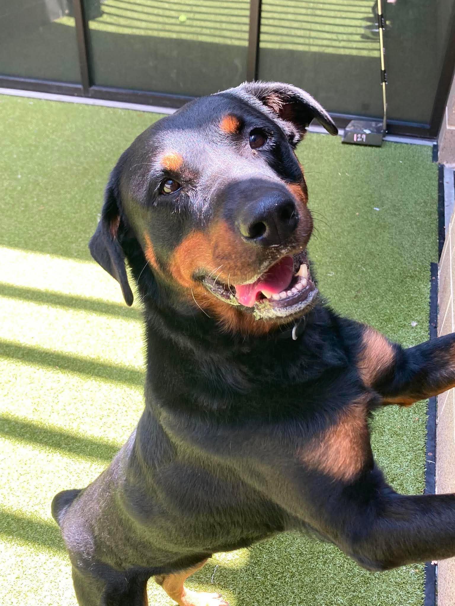 Enlarge Poppy, a Adoptable Rottweiler in Hillsboro, NH image 3/3
