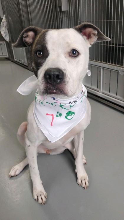 Enlarge Wanda 46136, a ADOPTABLE Mixed Breed in Oklahoma City, OK image 1/2