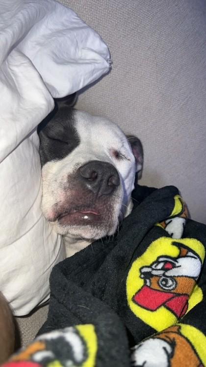 Enlarge Wanda 46136, an adopted Mixed Breed in Oklahoma City, OK image 3/3