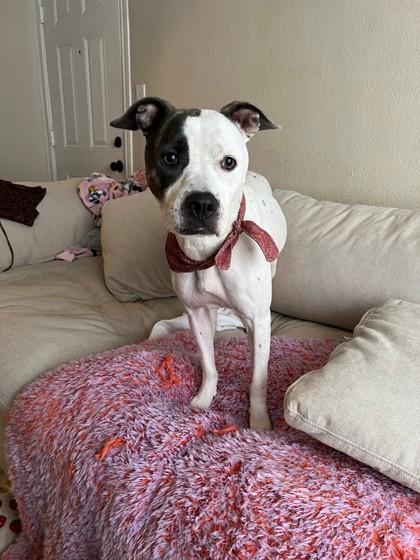 Enlarge Wanda 46136, an adopted Mixed Breed in Oklahoma City, OK image 1/3