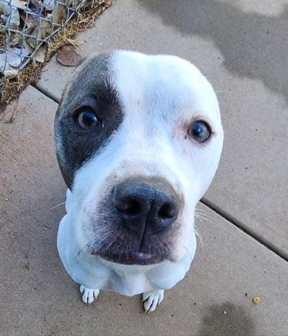 Enlarge Wanda 46136, a ADOPTABLE Mixed Breed in Oklahoma City, OK image 2/2