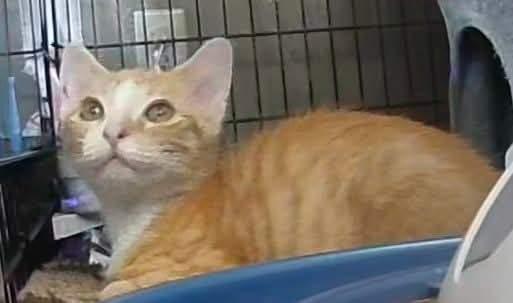 Enlarge Goldie 8435, a Adoptable mixed breed in Locust Grove, VA image 1/1