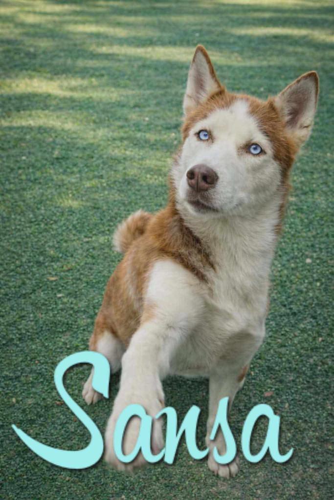 Sansa, Adoptable, Adult Female Husky.
