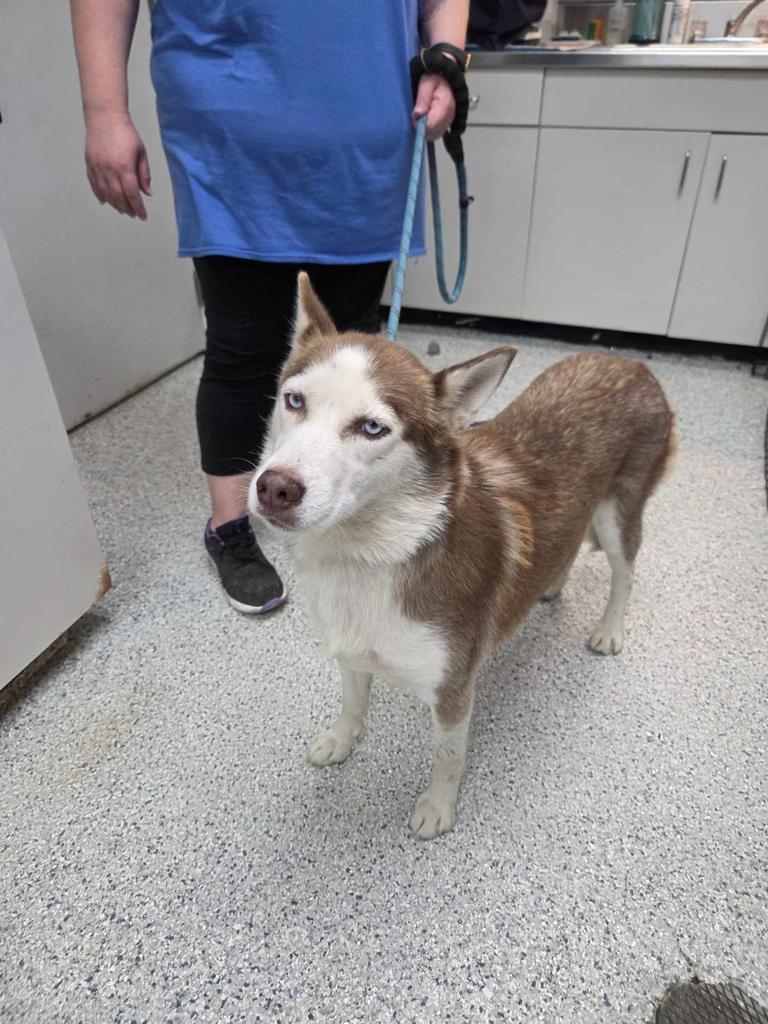 Enlarge Sansa, a Adoptable Husky in Livingston, LA image 2/2