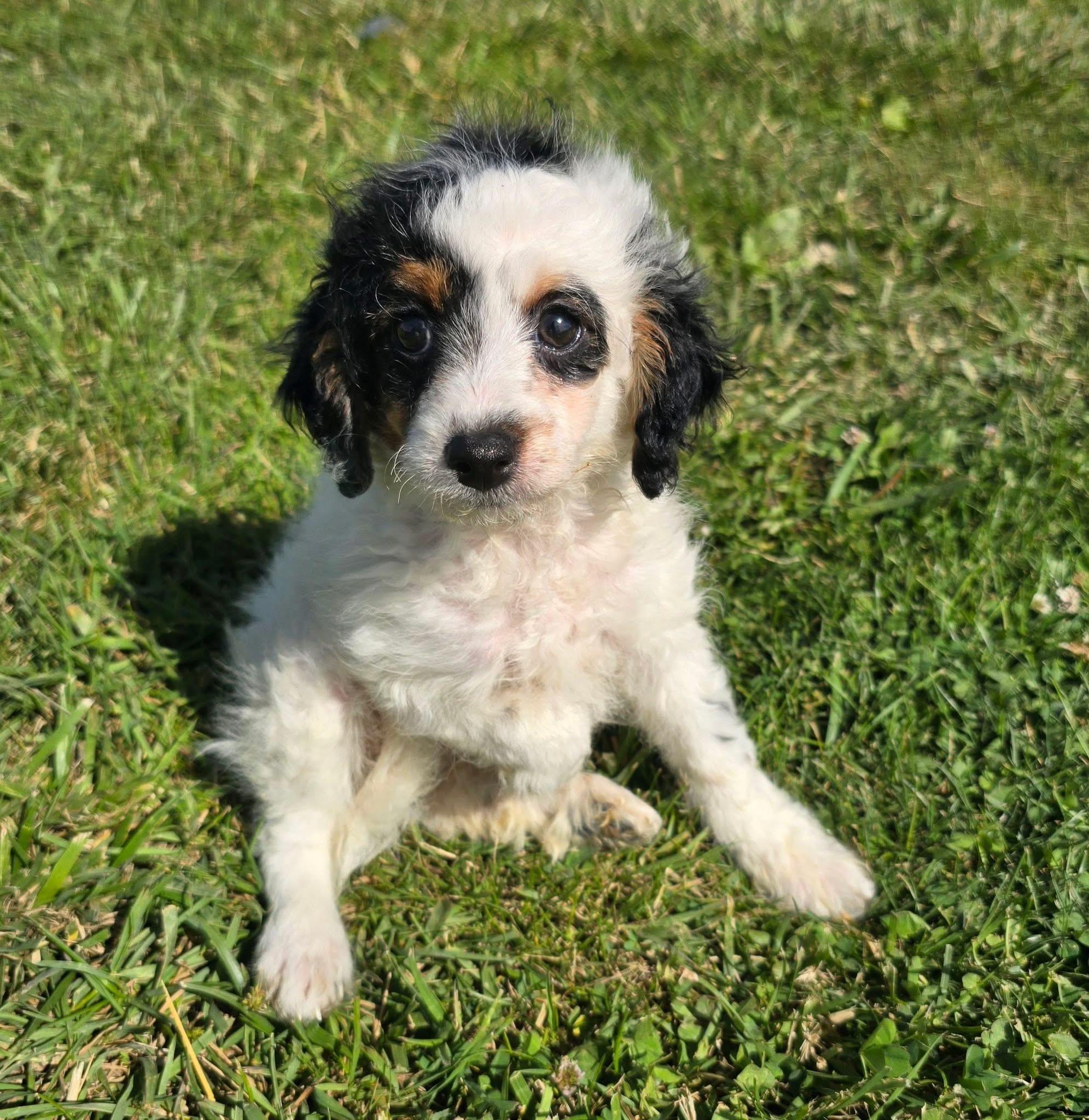 Wallen, ADOPTABLE, Puppy Male Cavapoo.