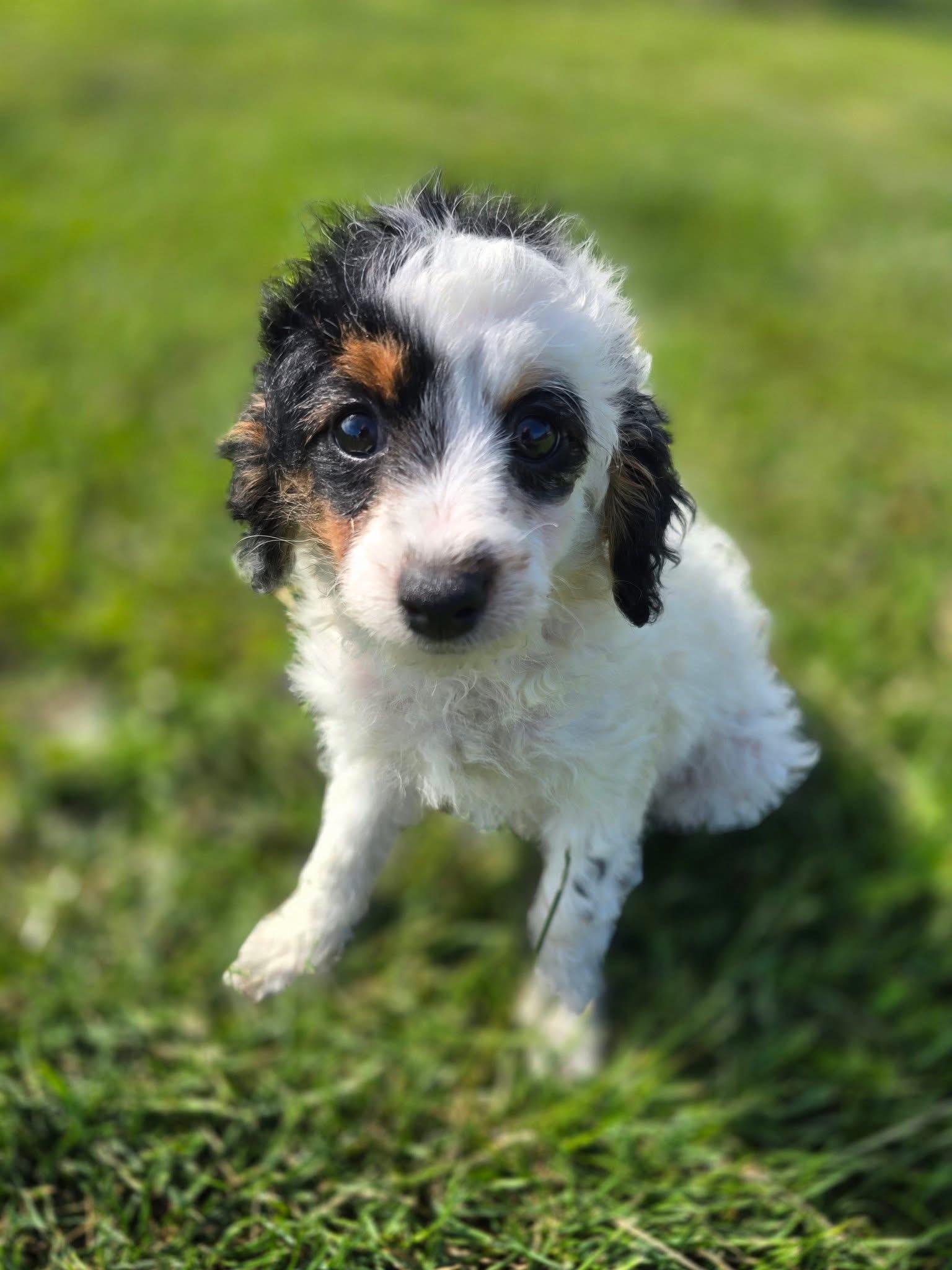 Enlarge Wallen, an adopted Cavapoo in St. Clairsville, OH image 2/2