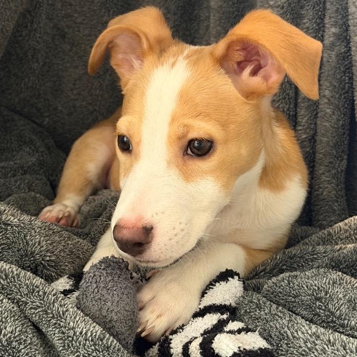 St. Lucia, Adoptable, Puppy Male Mixed Breed & Chihuahua.