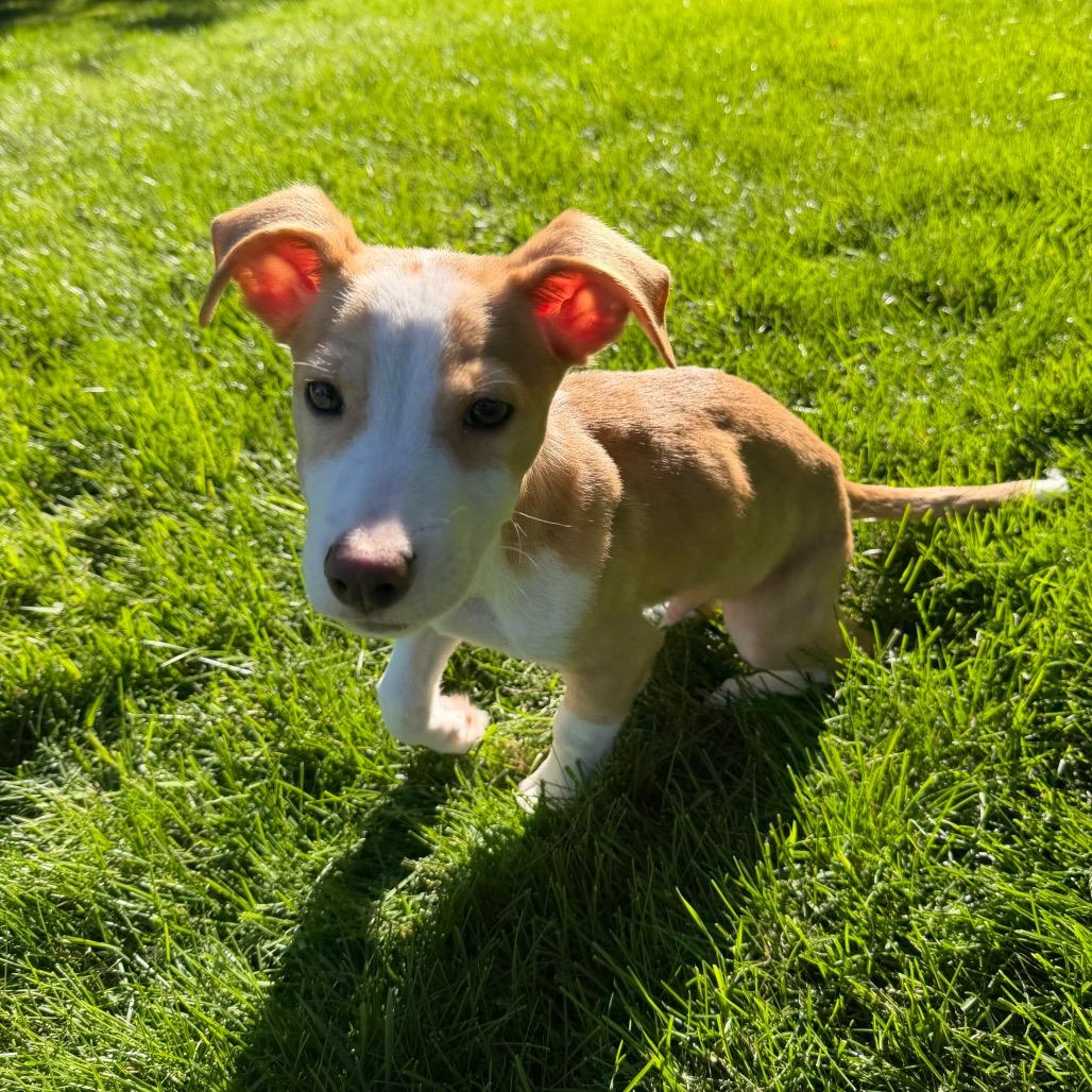Enlarge St. Lucia, a Adoptable mixed breed in Duluth, MN image 2/6