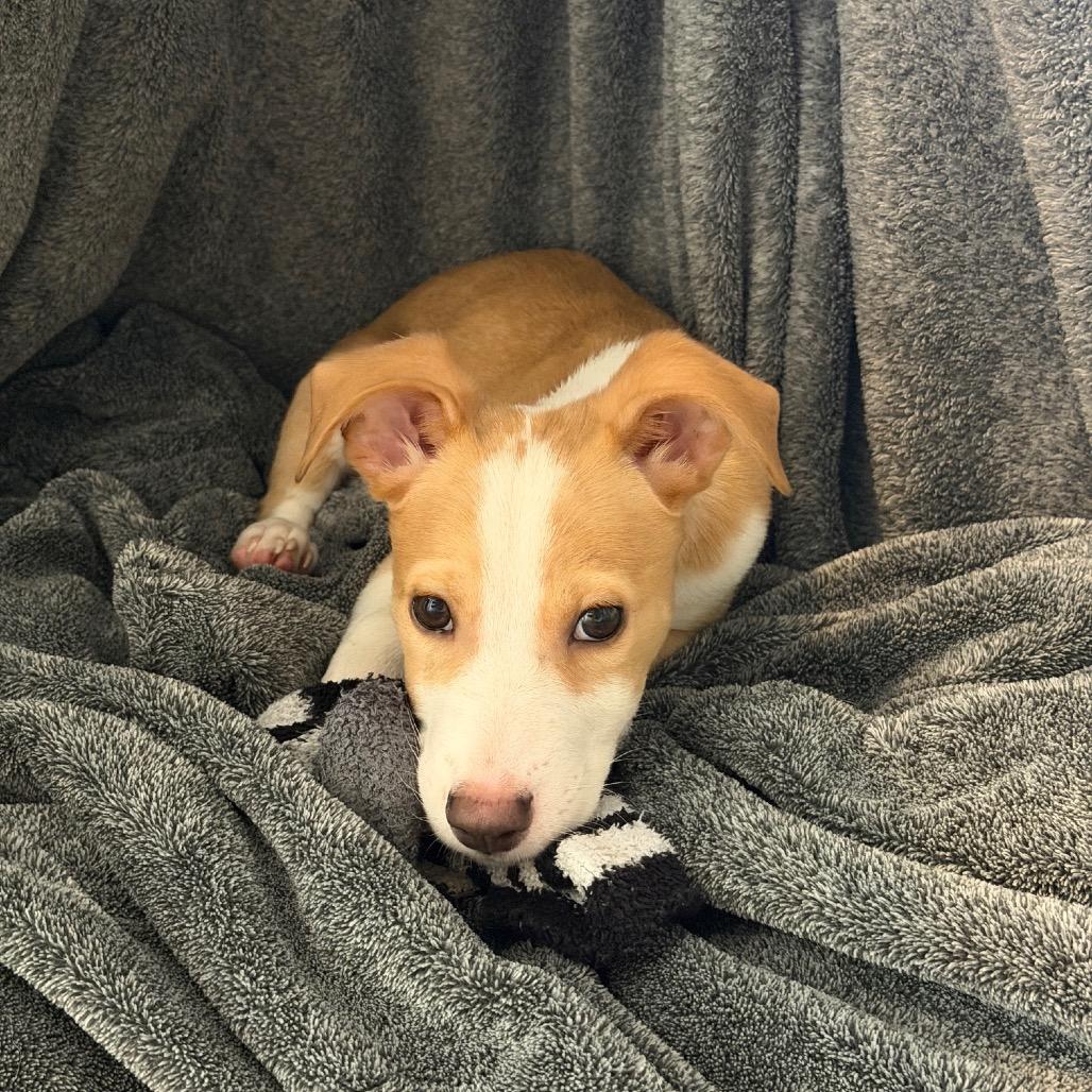 Enlarge St. Lucia, a Adoptable mixed breed in Duluth, MN image 3/6