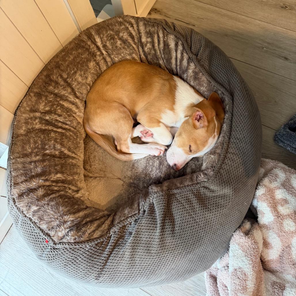 Enlarge St. Lucia, a Adoptable mixed breed in Duluth, MN image 4/6