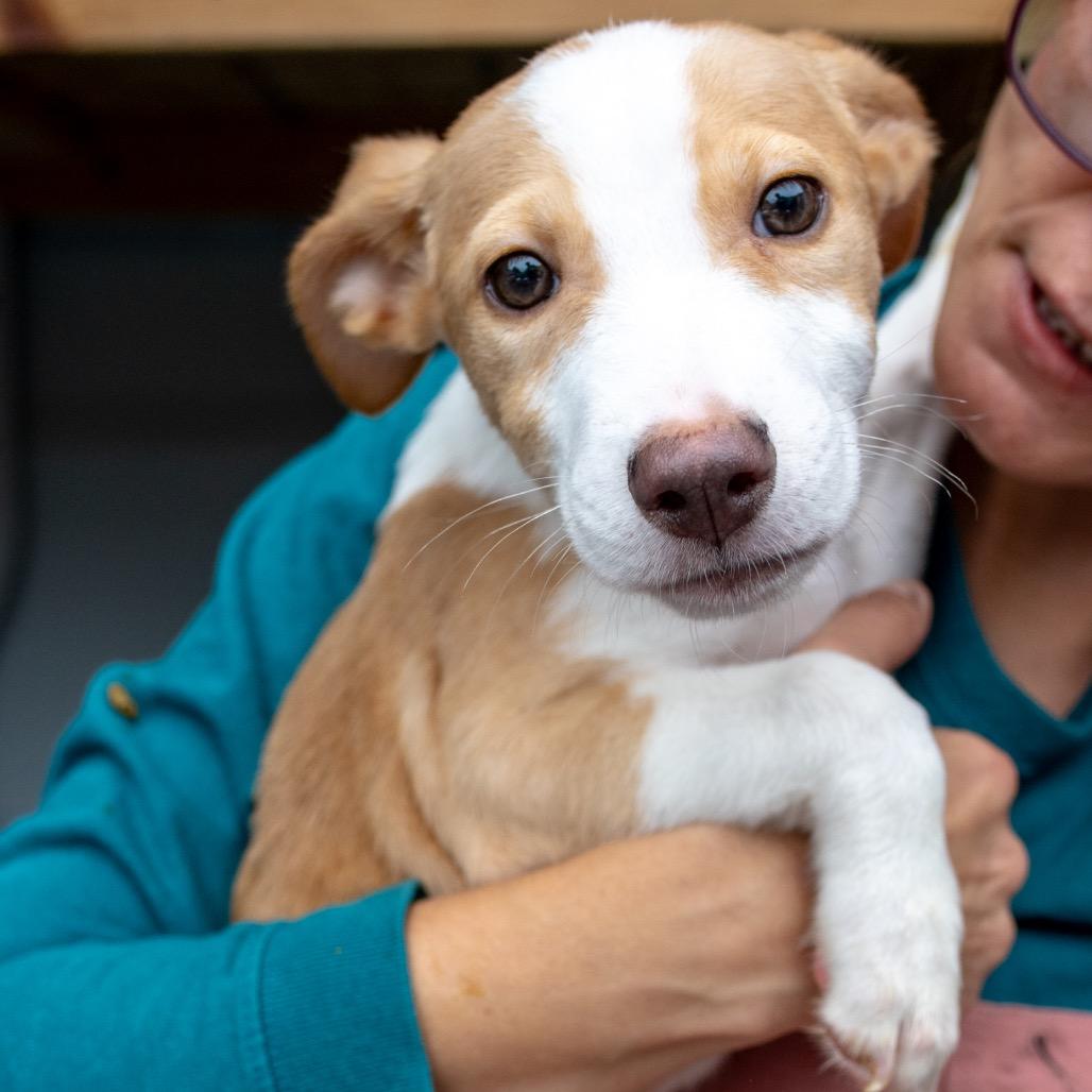 Enlarge St. Lucia, a Adoptable mixed breed in Duluth, MN image 5/6