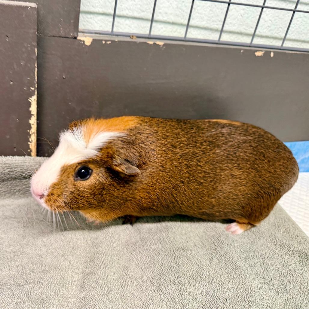 Enlarge April & Alexa, a ADOPTABLE Guinea Pig in Las Vegas, NV image 1/2