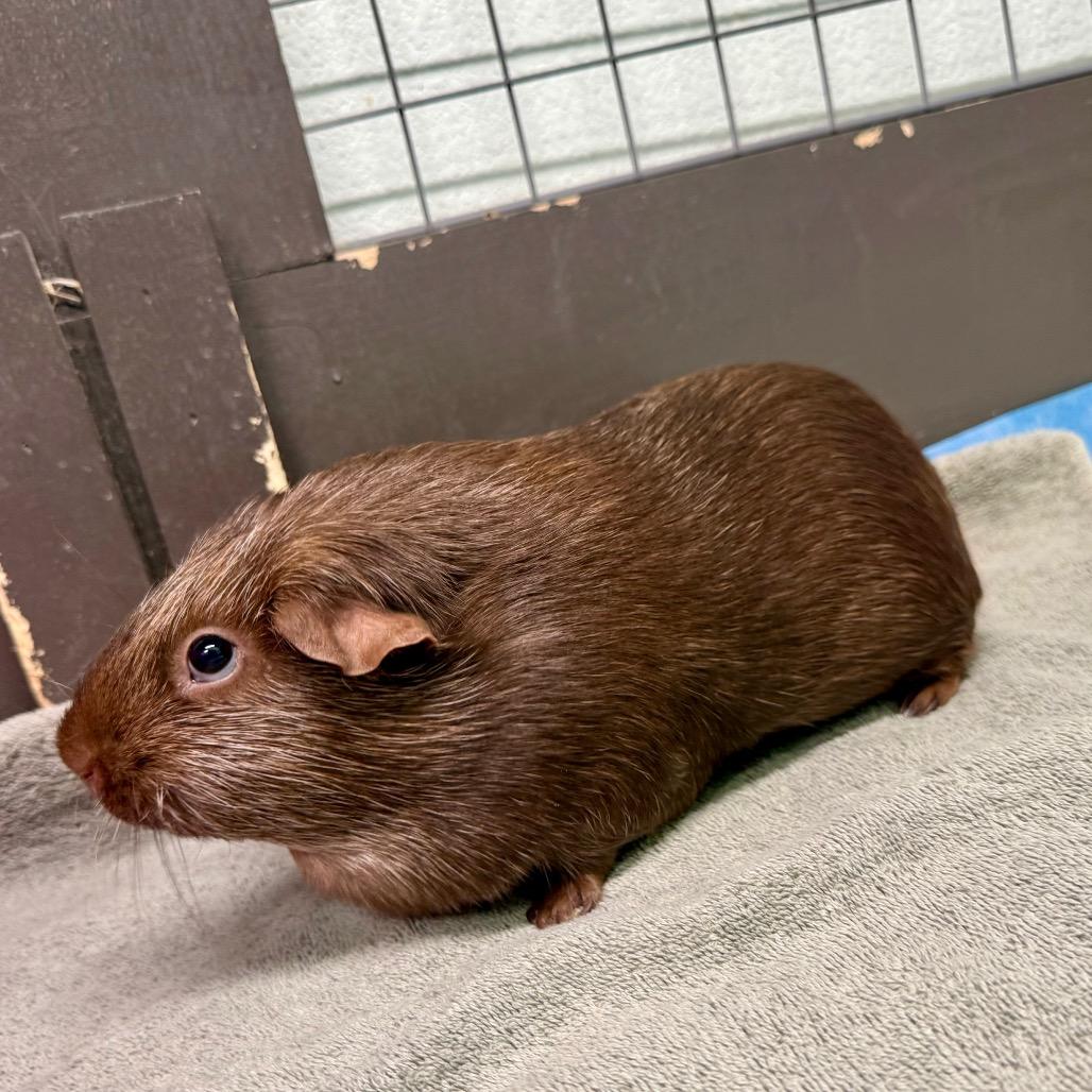 Enlarge April & Alexa, a ADOPTABLE Guinea Pig in Las Vegas, NV image 2/2