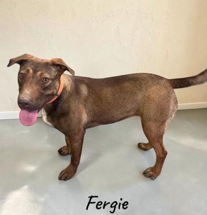 Fergie, Adoptable, Adult Female Shepherd.