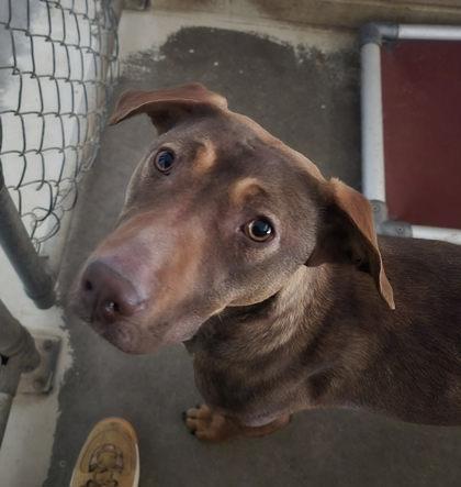 Enlarge Fergie, a Adoptable Shepherd in Sullivan, IN image 2/2