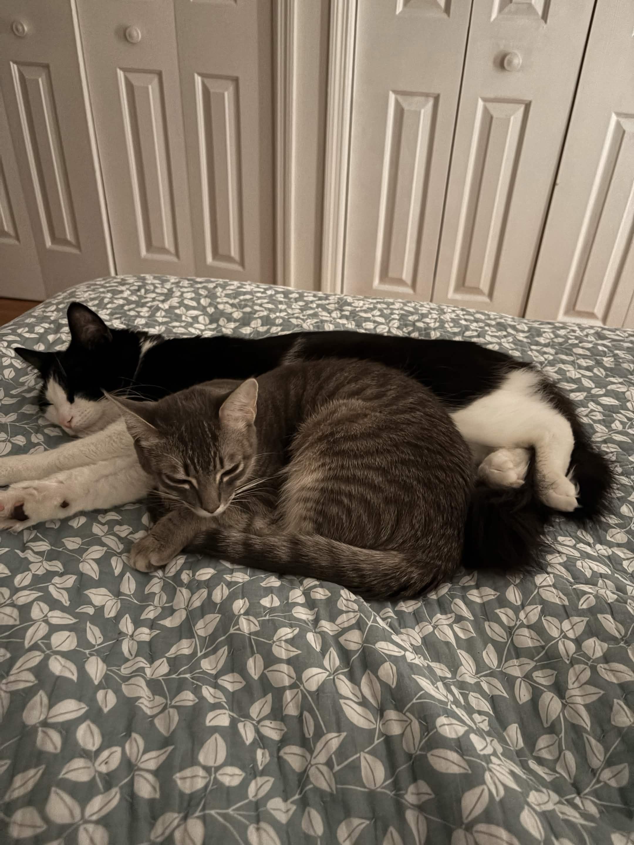 Athena (Bonded with Gustavo), a Adoptable Domestic Short Hair in Weehawken, NJ image 5/6