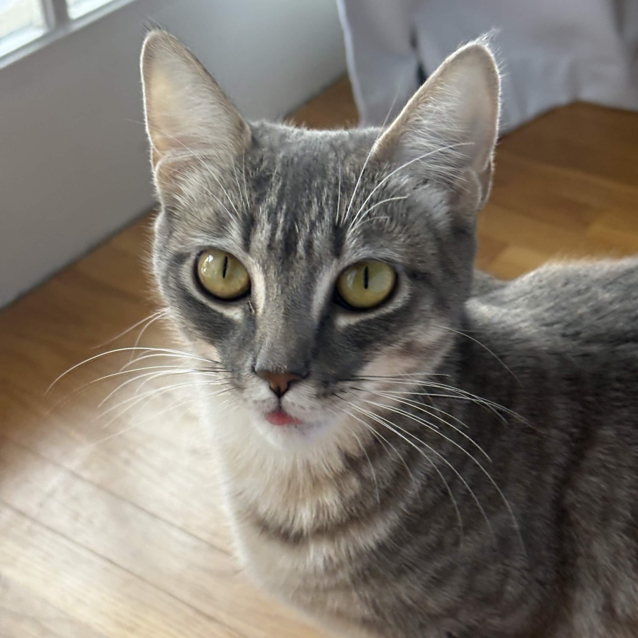 Athena (Bonded with Gustavo), Adoptable, Young Female Domestic Short Hair.