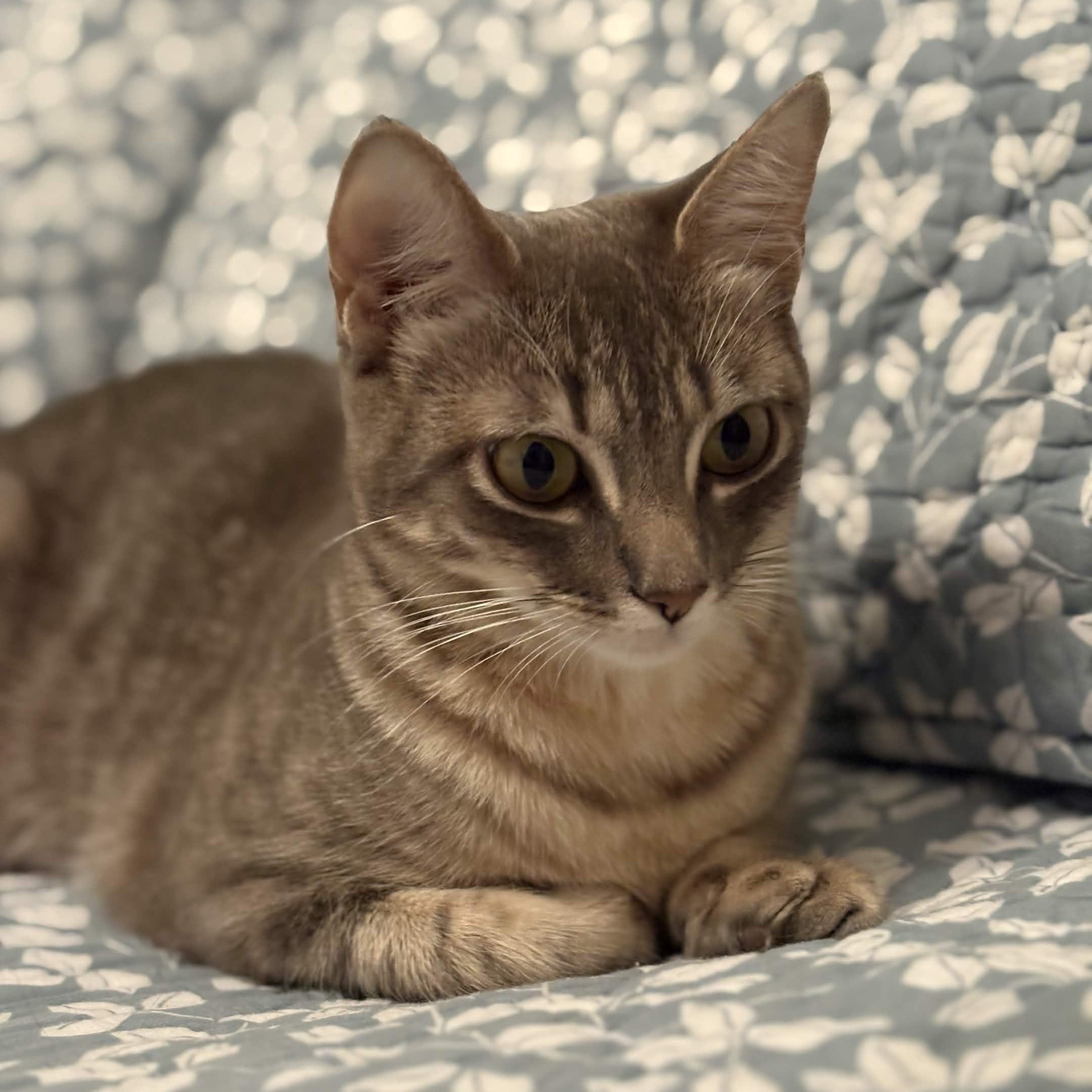 Athena (Bonded with Gustavo), a Adoptable Domestic Short Hair in Weehawken, NJ image 6/6