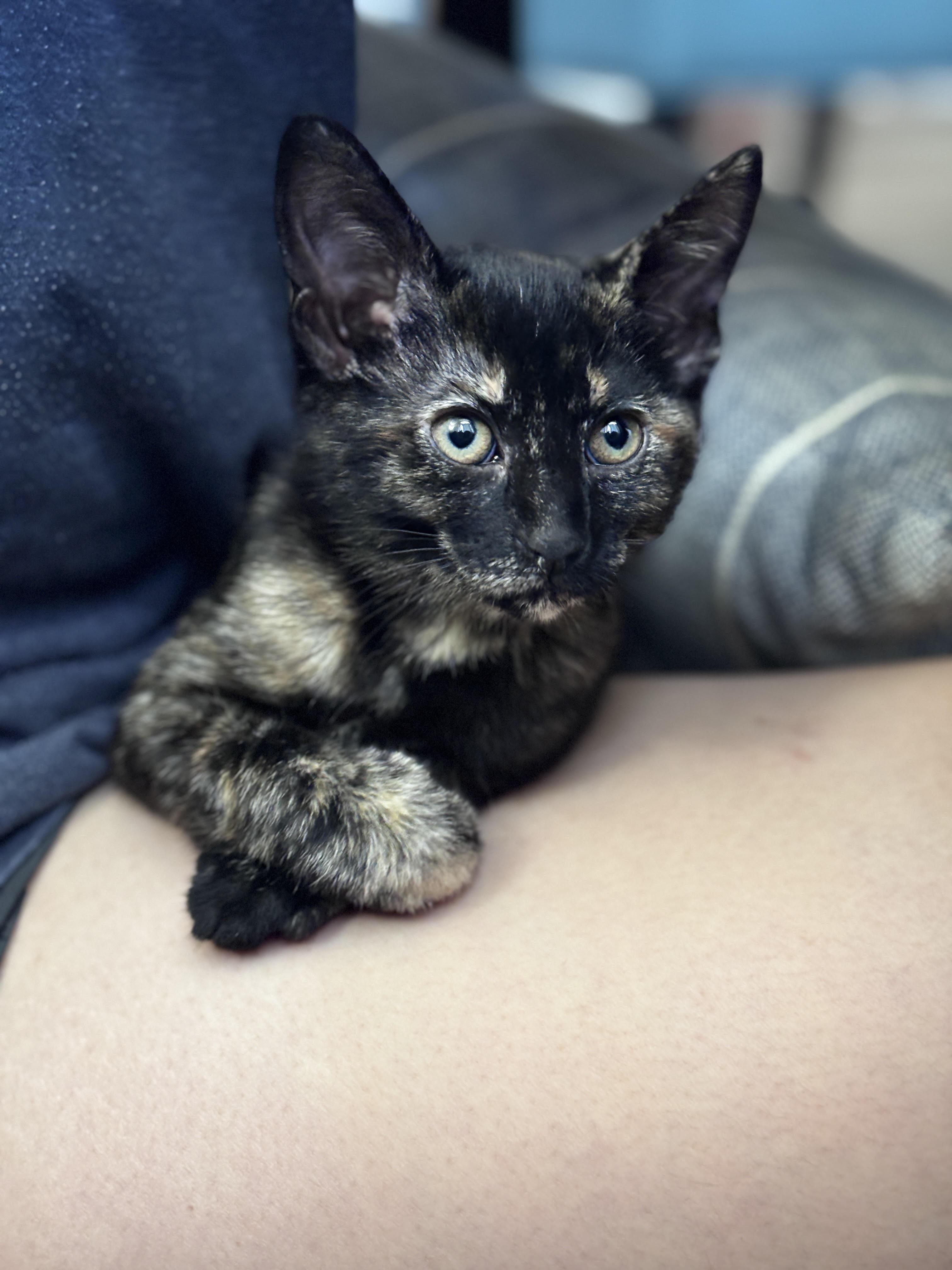 Enlarge Brie, a Adoptable Domestic Short Hair in Davis, CA image 6/6