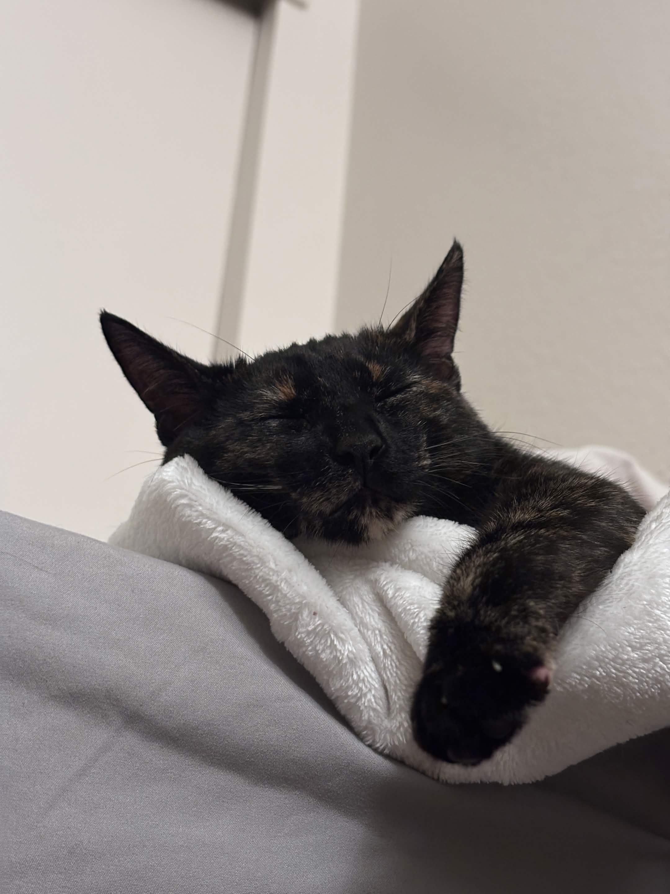 Enlarge Brie, a Adoptable Domestic Short Hair in Davis, CA image 6/6