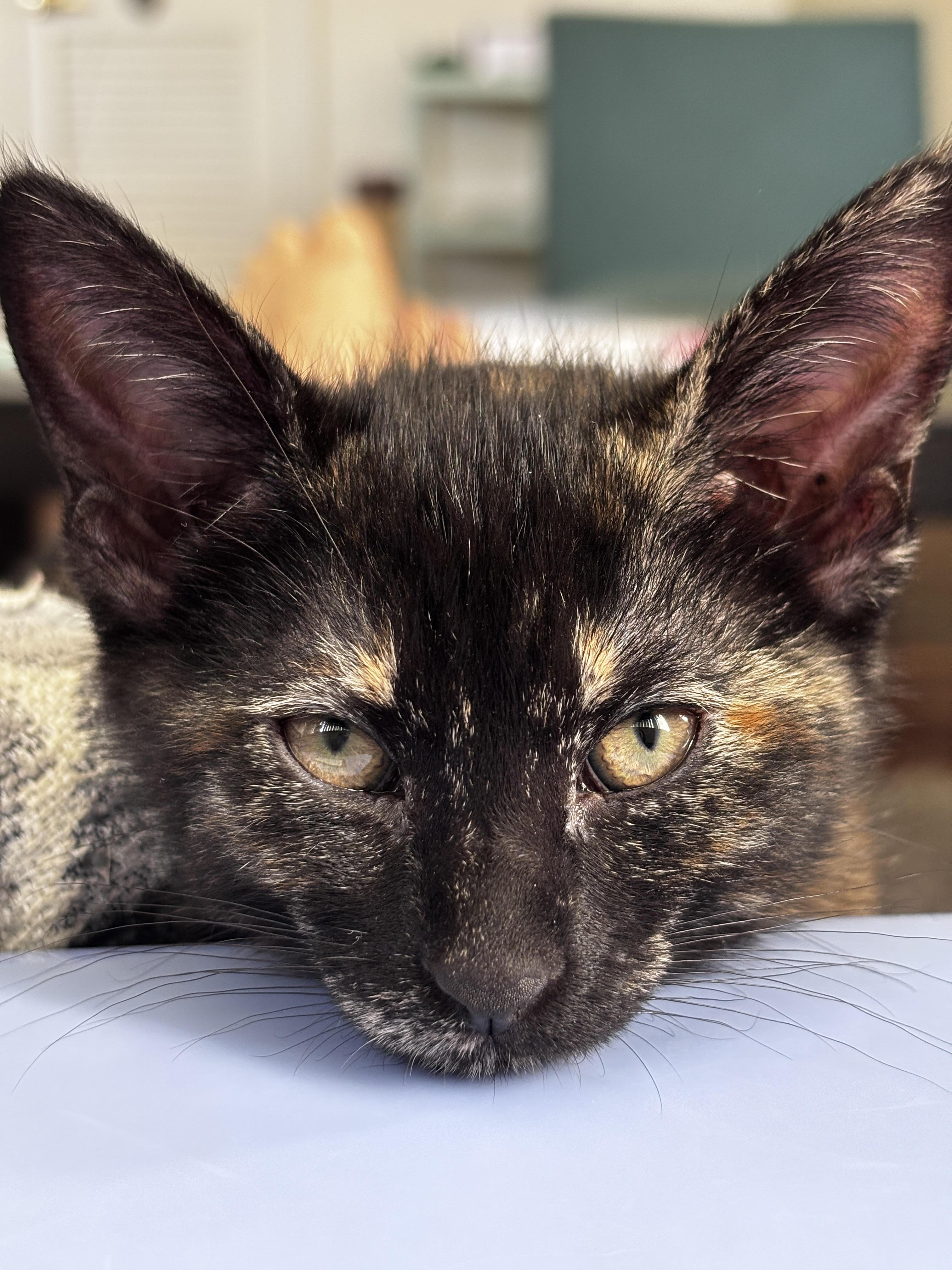 Enlarge Brie, a Adoptable Domestic Short Hair in Davis, CA image 1/6