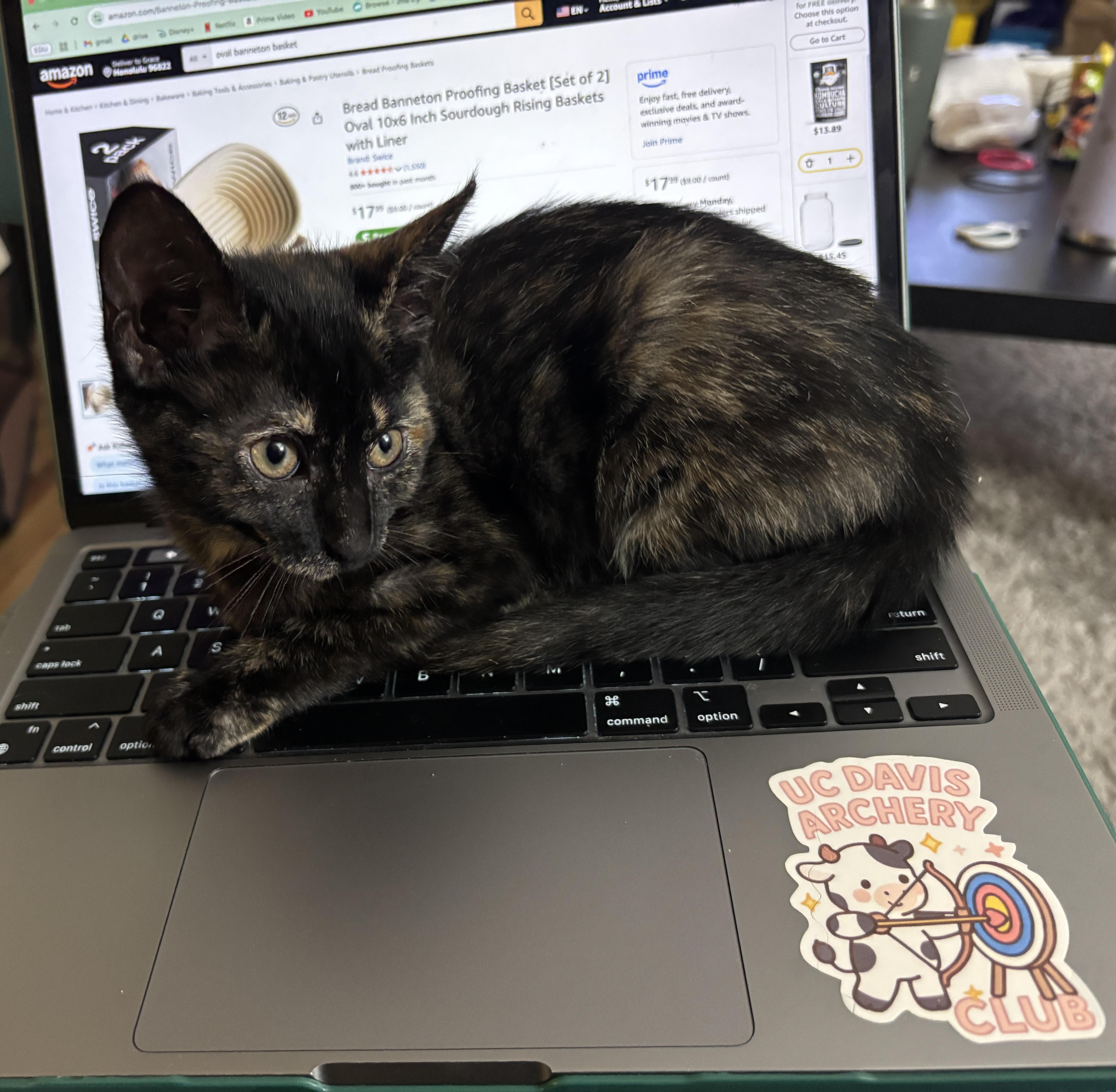 Enlarge Brie, a Adoptable Domestic Short Hair in Davis, CA image 4/6