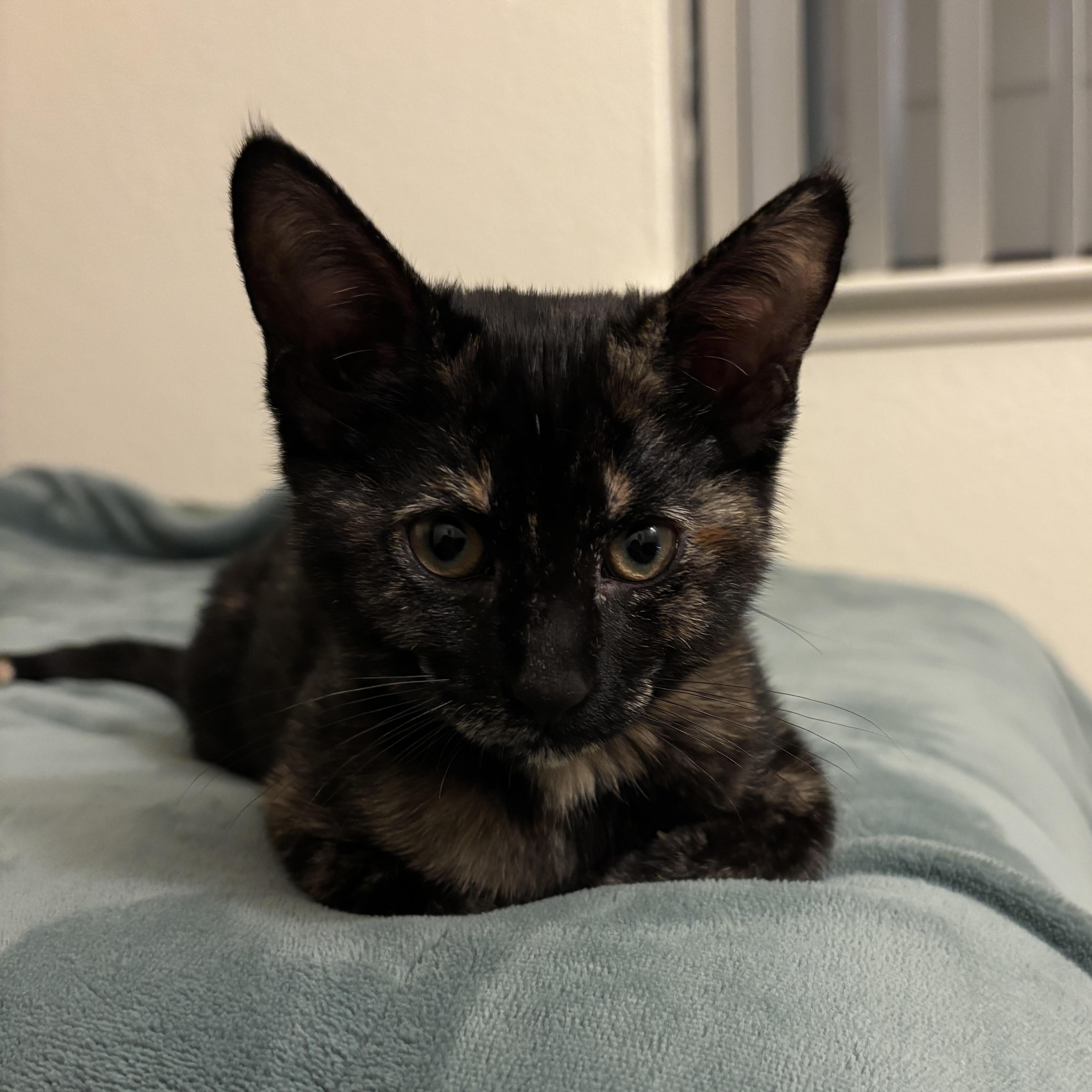 Enlarge Brie, a Adoptable Domestic Short Hair in Davis, CA image 2/6