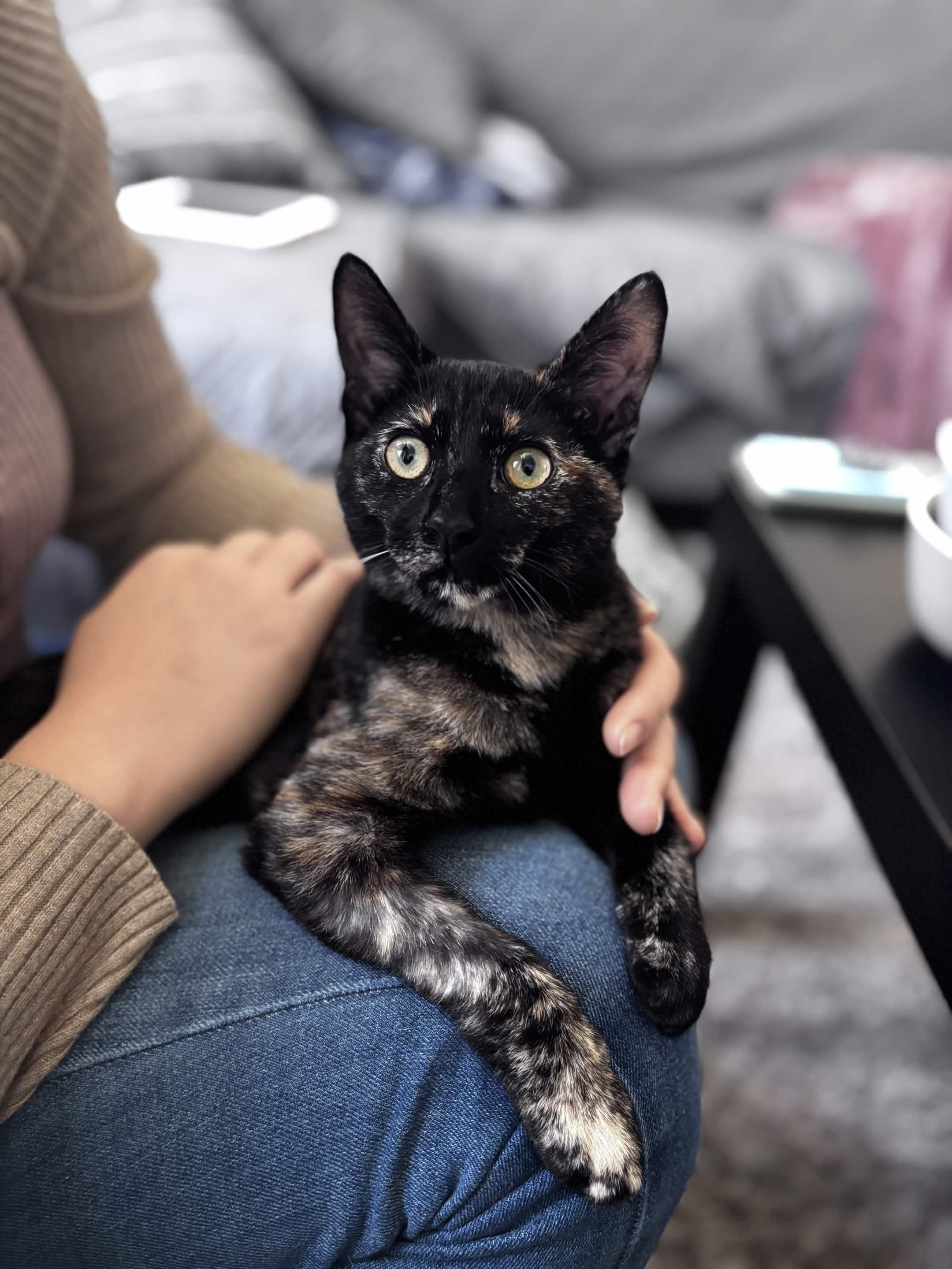 Brie, Adoptable, Kitten Female Domestic Short Hair.