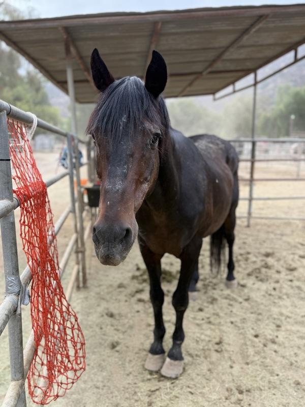 Enlarge Dublin, a Adoptable mixed breed in Escondido, CA image 1/1