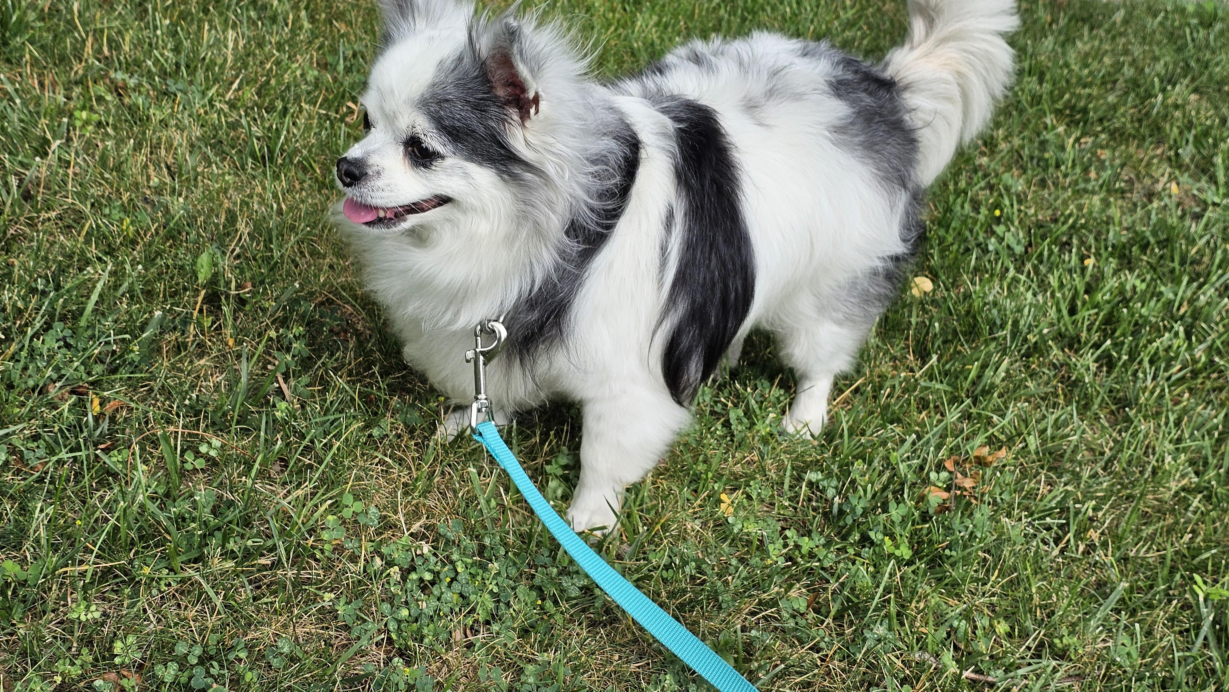 Winnie, a Adopted mixed breed in Troy, MI image 4/4