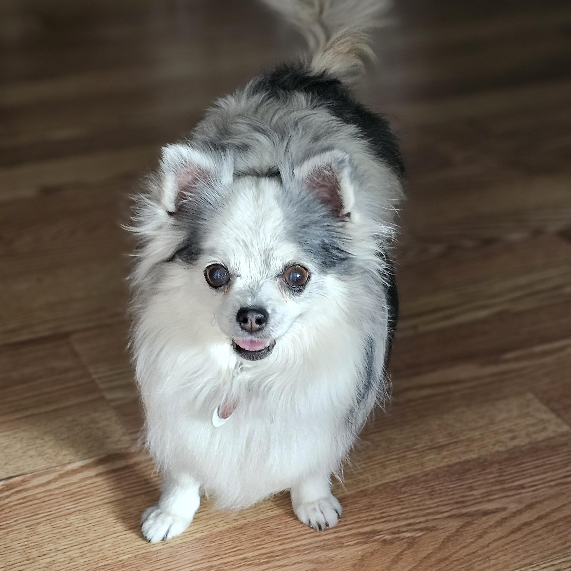 Winnie, Adopted, Senior Female Chihuahua & Papillon.