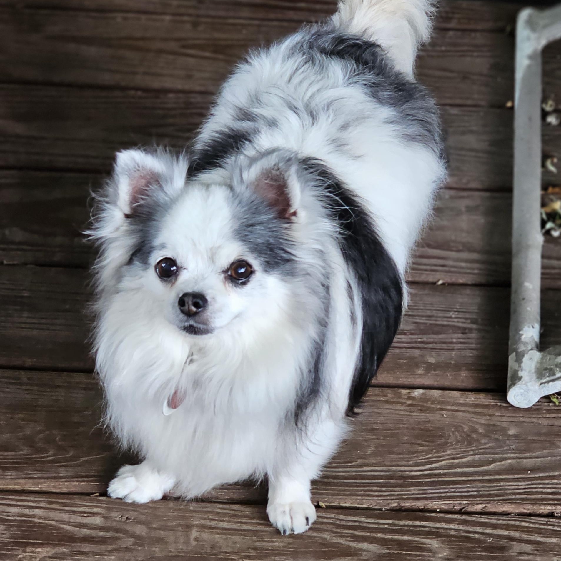 Winnie, a Adopted mixed breed in Troy, MI image 3/4