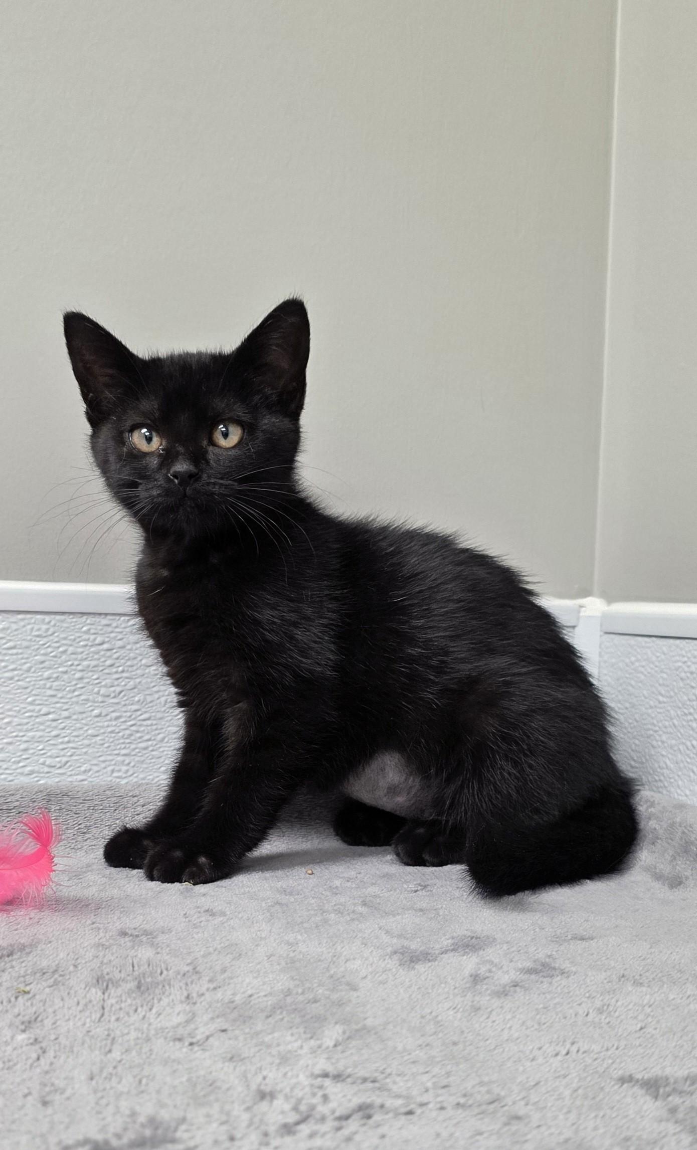 Cheakers, a ADOPTABLE mixed breed in Shepherdsville, KY image 2/3