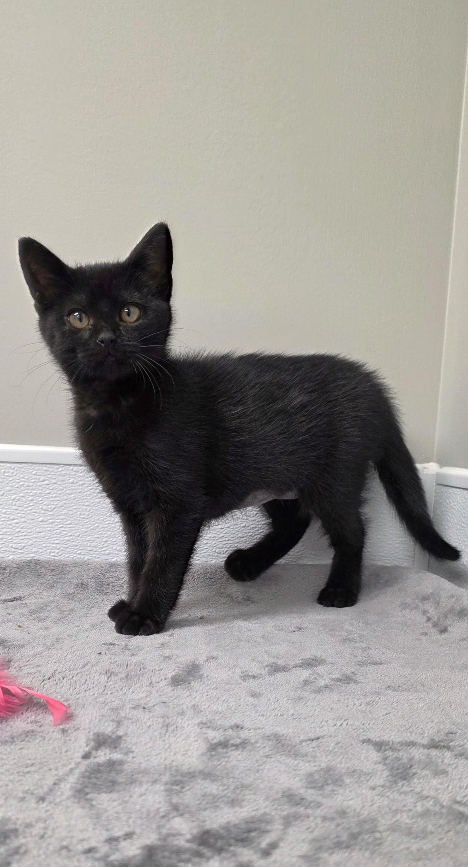 Cheakers, ADOPTABLE, Kitten Female Domestic Short Hair.