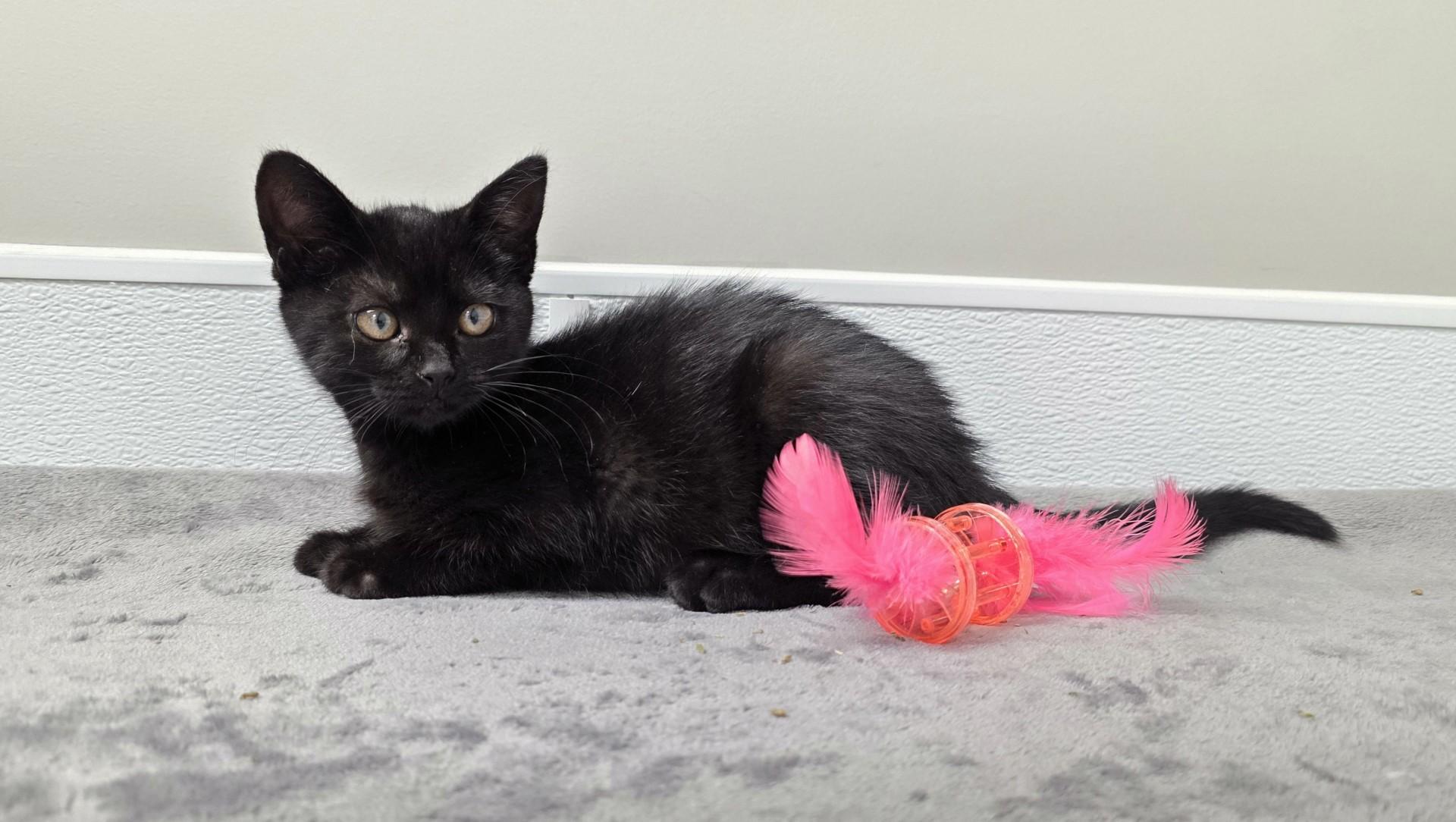 Cheakers, a ADOPTABLE mixed breed in Shepherdsville, KY image 3/3