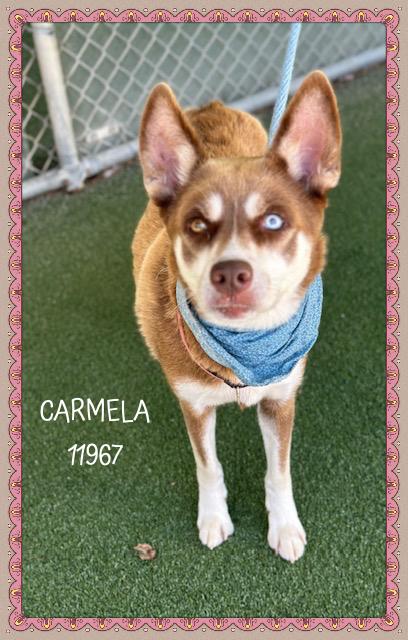 CARMELA will steal your heart with her calm and warm demeanor She is a pretty 2 year old girl who