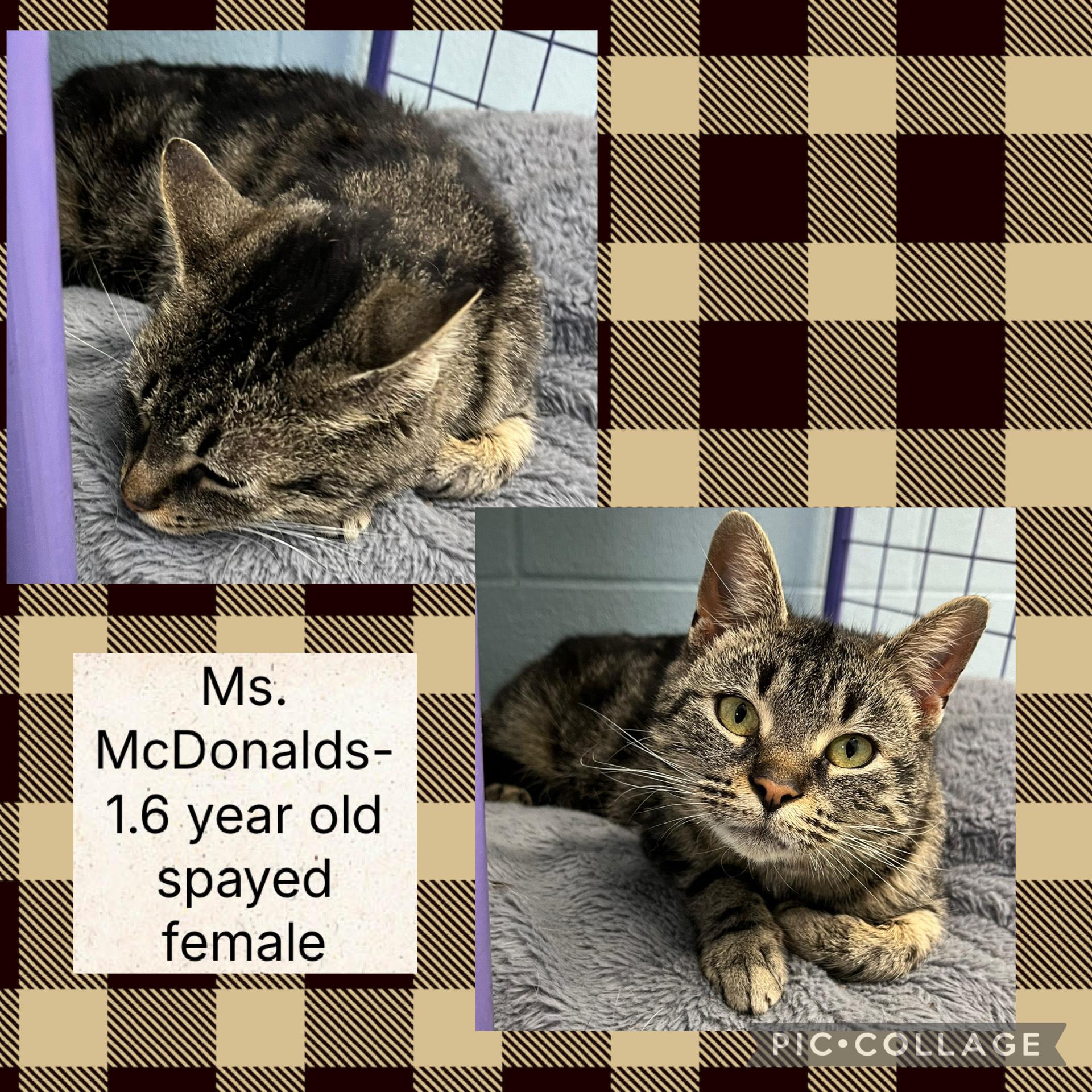 Enlarge Ms.McDonald, a ADOPTABLE Domestic Short Hair in Bryan, OH image 1/1