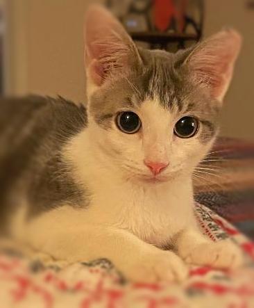 Theodore (Teddy), ADOPTABLE, Kitten Male Domestic Short Hair.