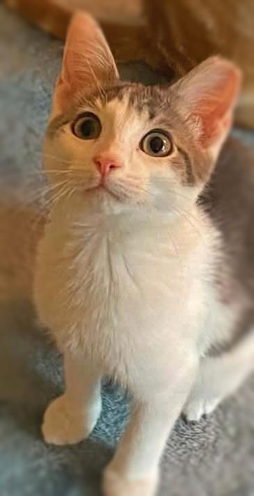 Enlarge Theodore (Teddy), a ADOPTABLE Domestic Short Hair in Ocean Springs, MS image 3/4