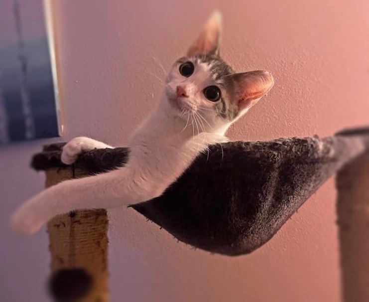 Enlarge Theodore (Teddy), a ADOPTABLE Domestic Short Hair in Ocean Springs, MS image 4/4