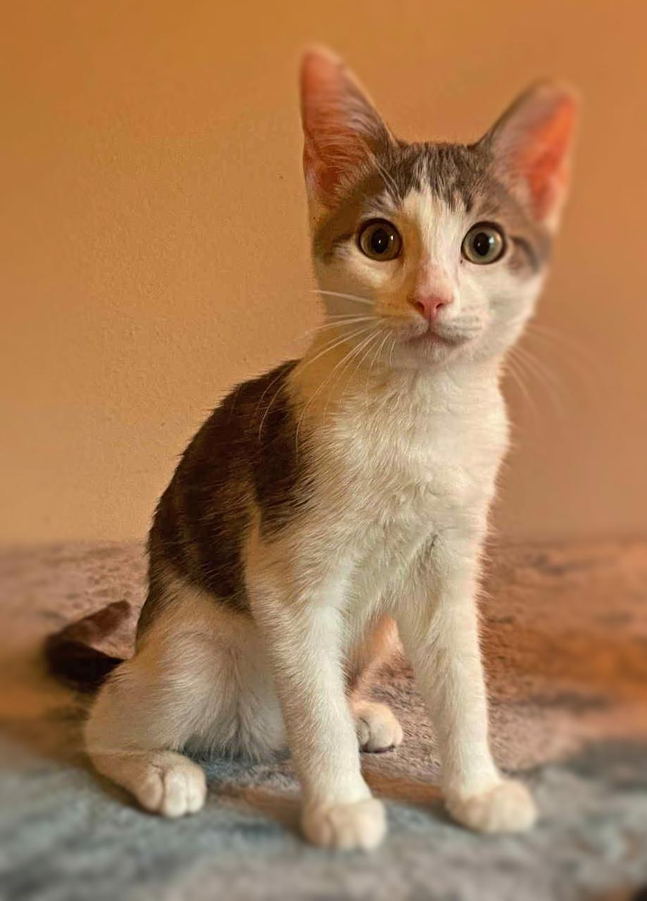 Enlarge Theodore (Teddy), a ADOPTABLE Domestic Short Hair in Ocean Springs, MS image 2/4