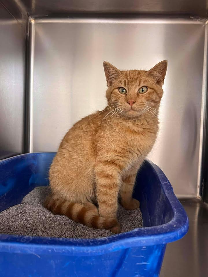 Enlarge Romeo, a Adoptable Domestic Short Hair in Geneseo, IL image 2/3