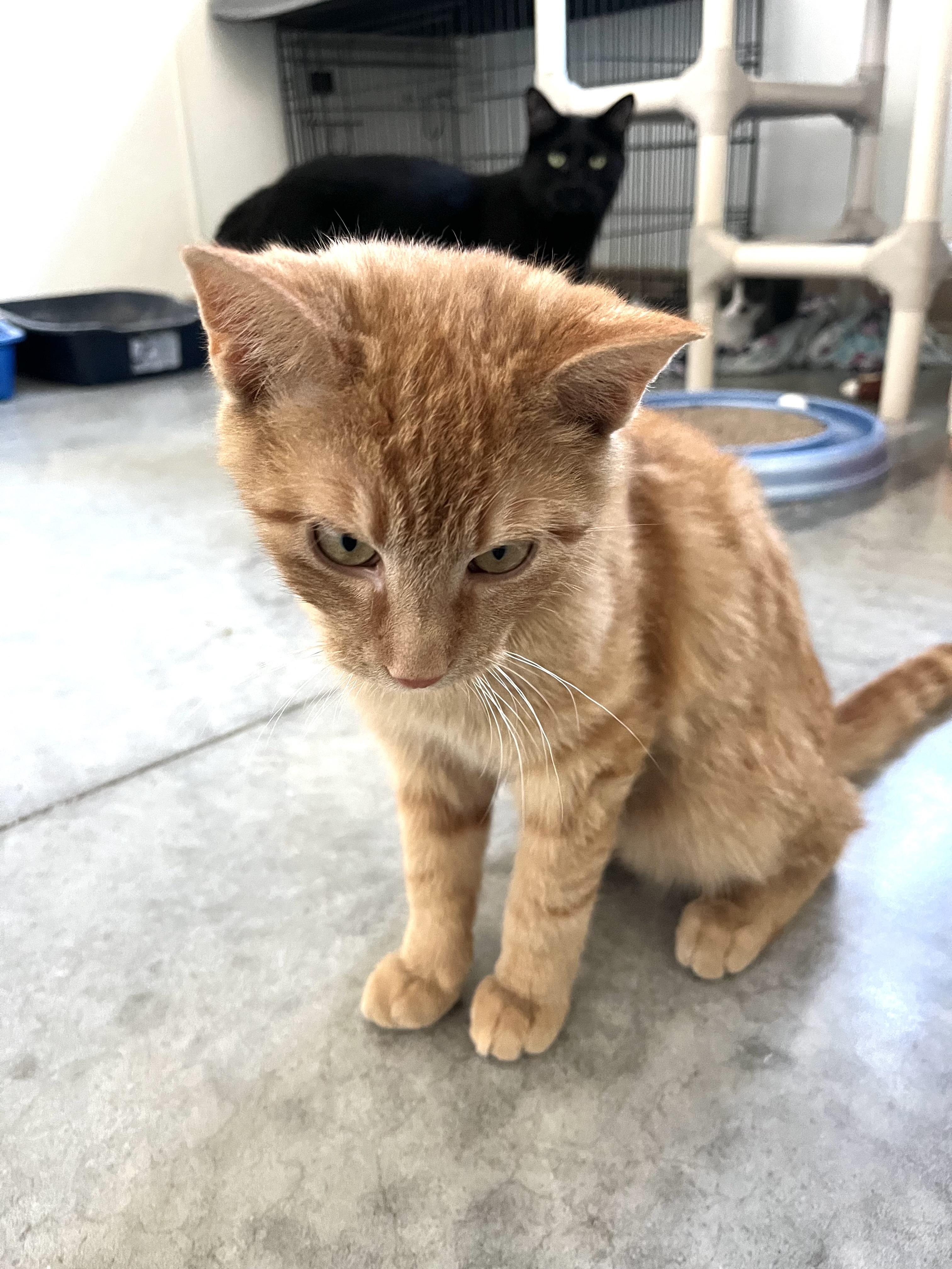 Enlarge Romeo, a Adoptable Domestic Short Hair in Geneseo, IL image 3/3