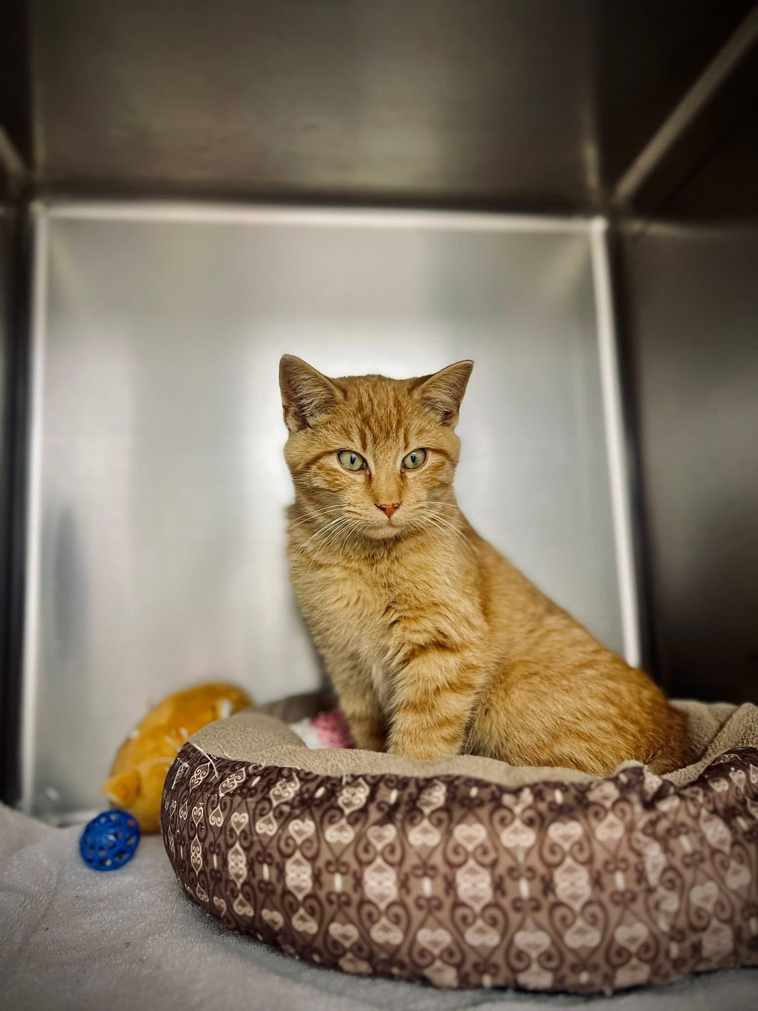 Romeo, Adoptable, Young Male Domestic Short Hair.