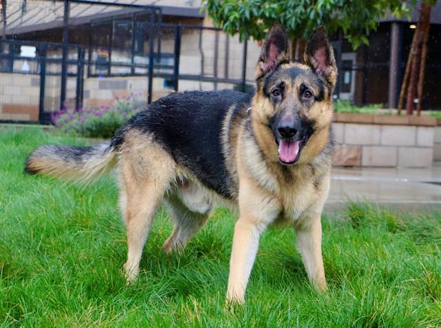 MOOSE, Adoptable, Adult Male German Shepherd Dog.