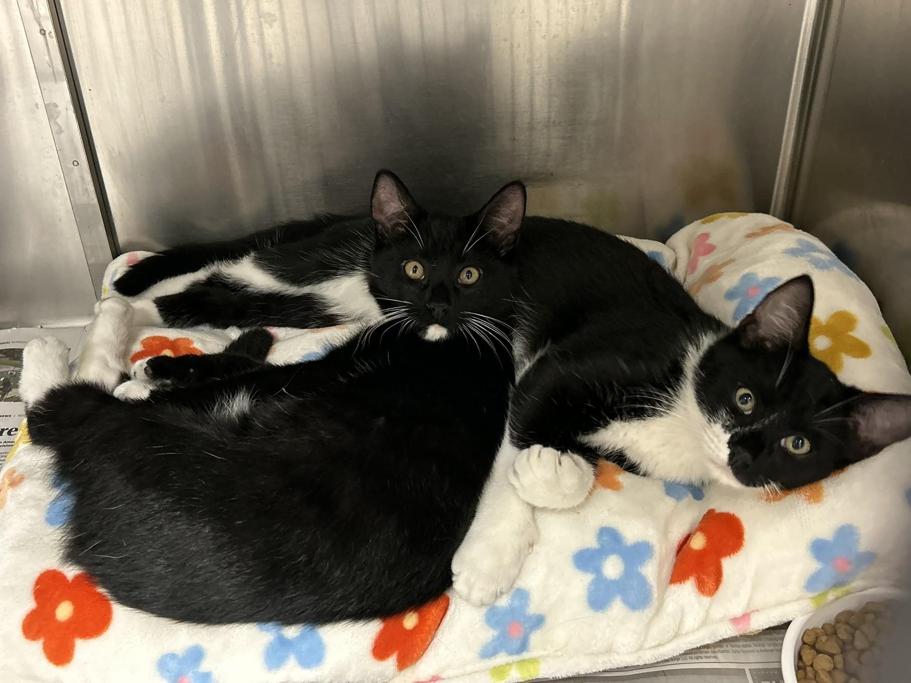 Nate and Norman, Adoptable, Kitten Male Domestic Short Hair.