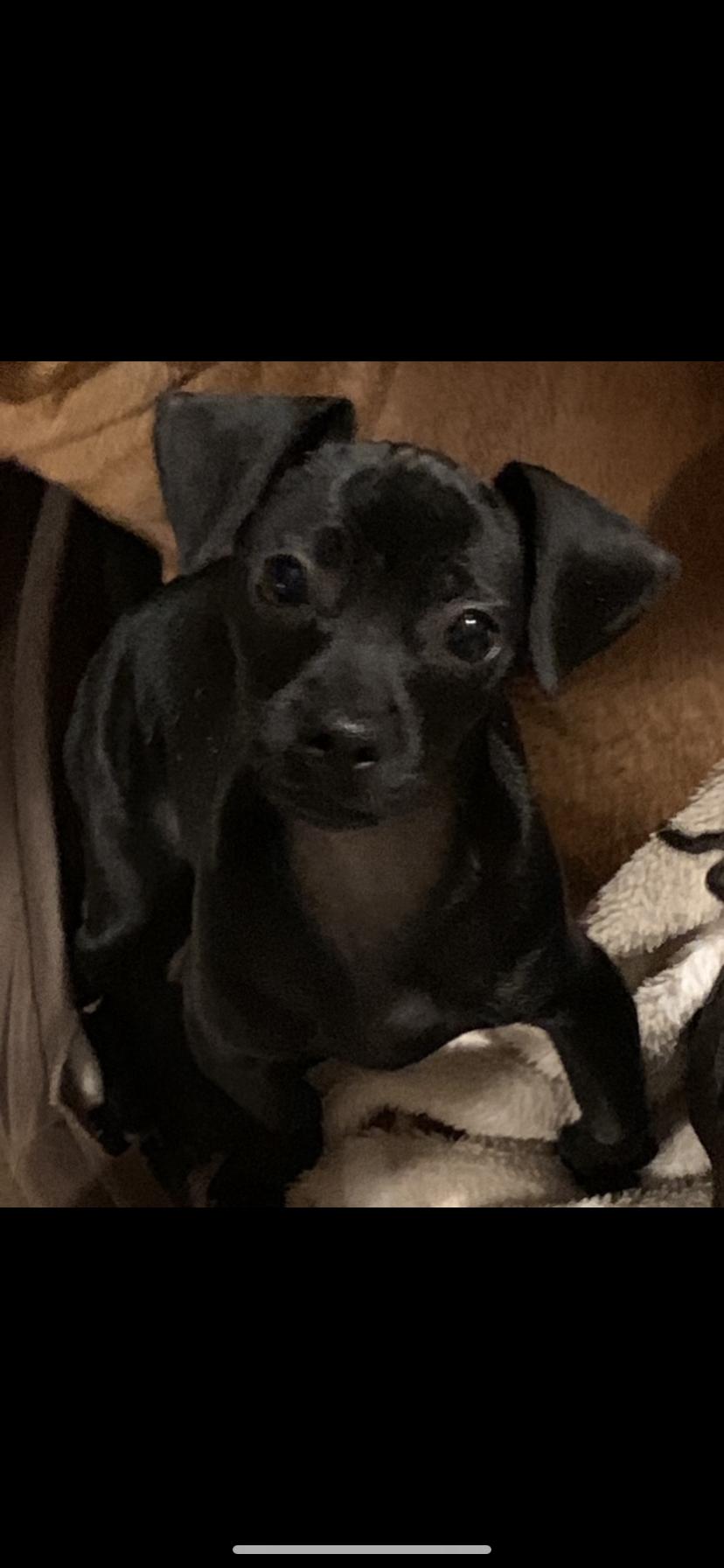 Enlarge Dory, a Adoptable mixed breed in Royse City, TX image 1/1