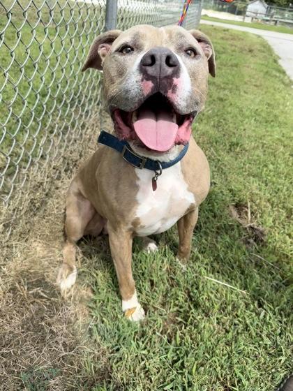 Enlarge Max, a Adoptable mixed breed in Vincennes, IN image 1/1