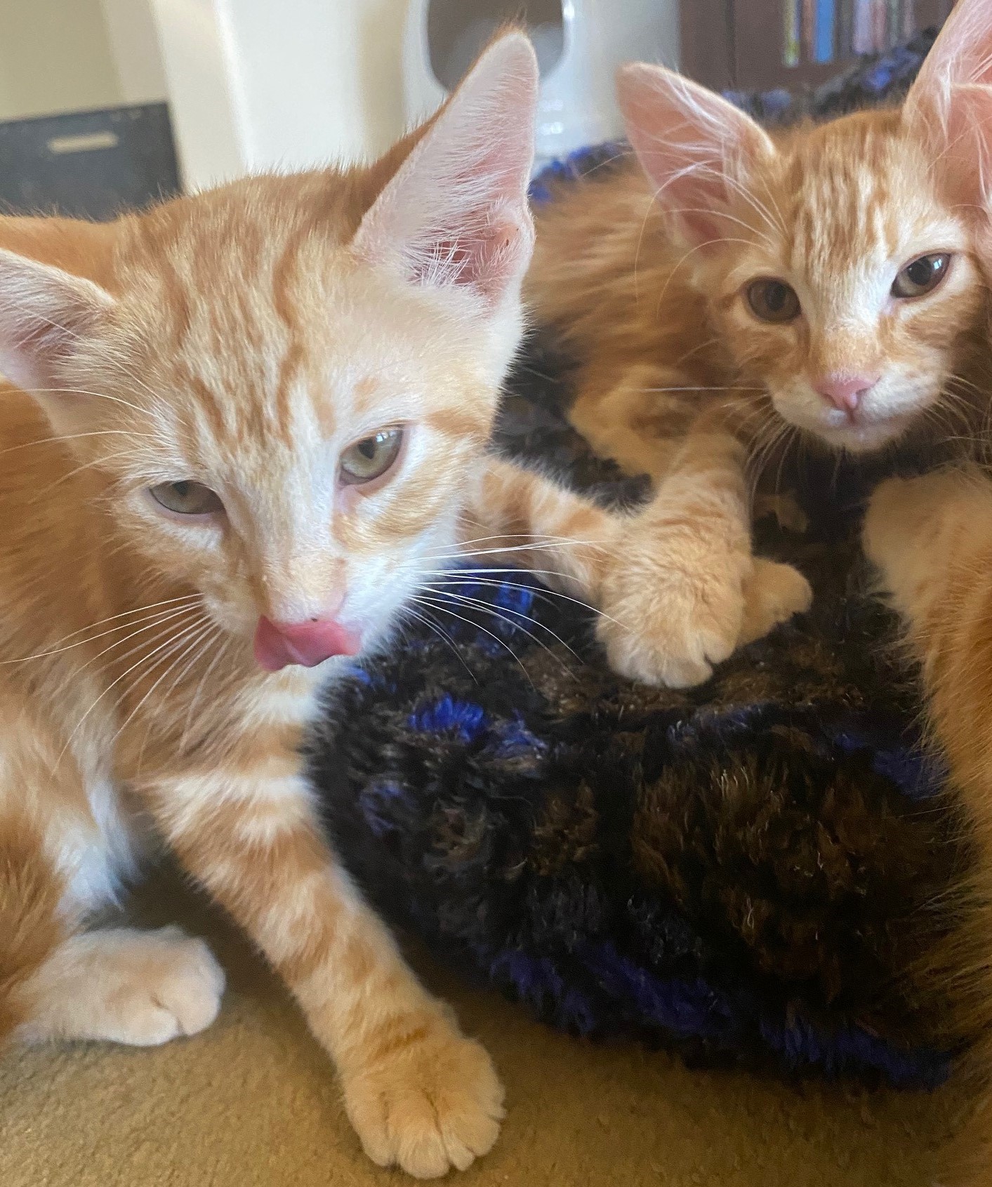 Duncan, a Adoptable American Shorthair in Merced, CA image 1/5